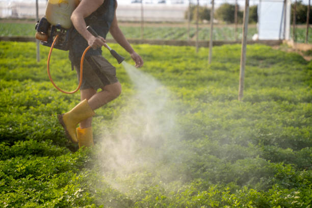 Best Ant Control Services  in Stillwater, MN